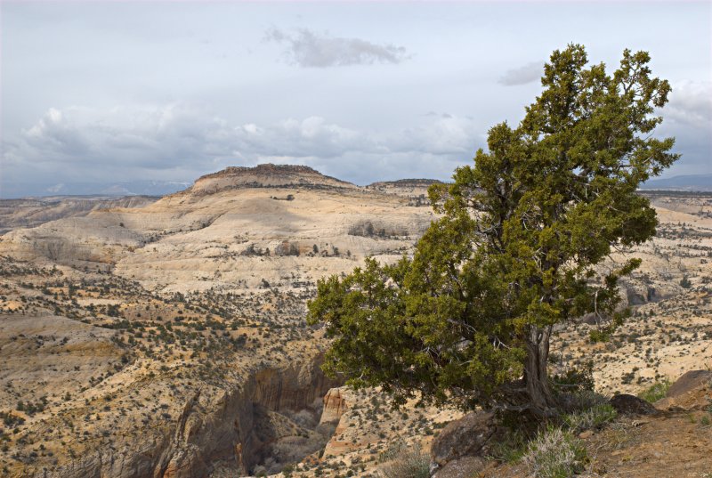 Escalante Canyon
