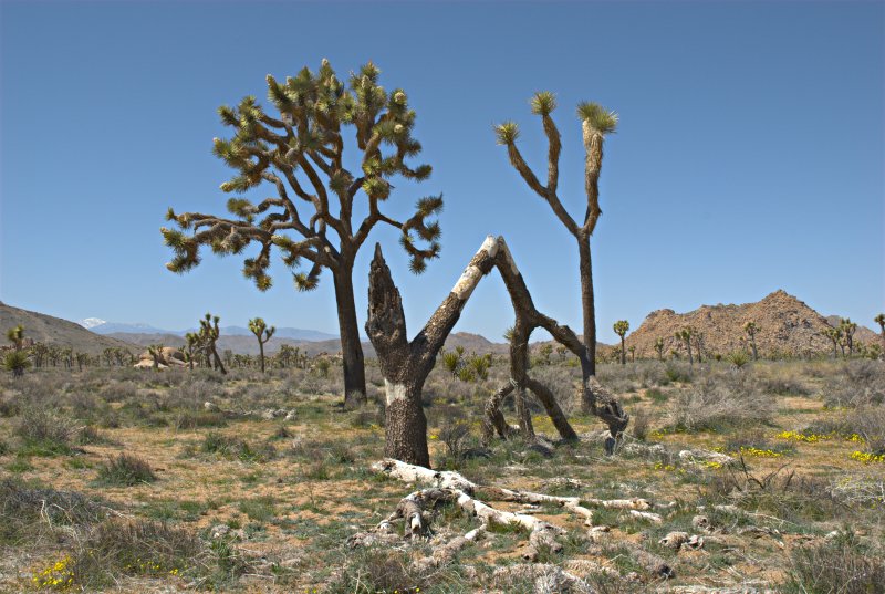 Joshua Tree NP