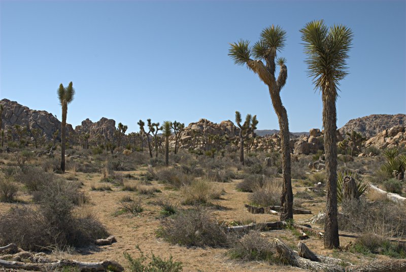 Joshua Tree NP