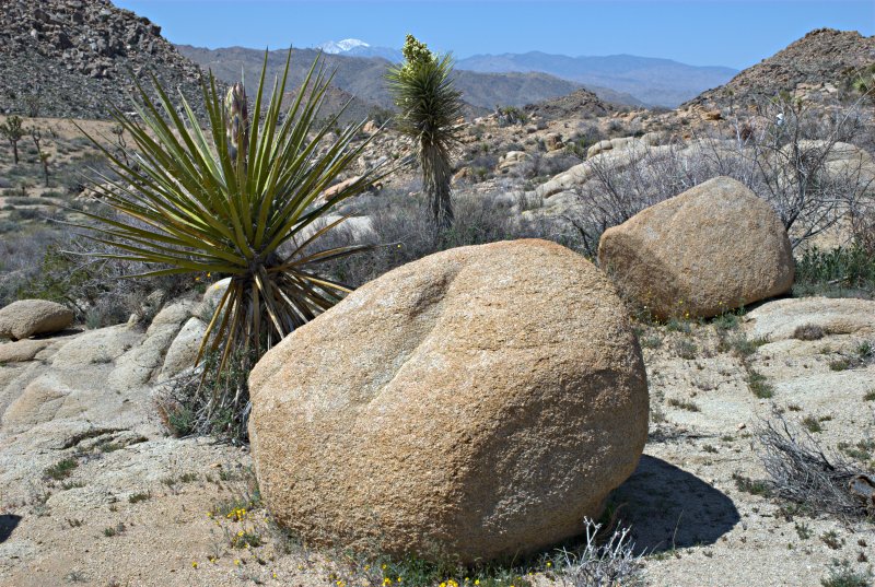 Joshua Tree NP