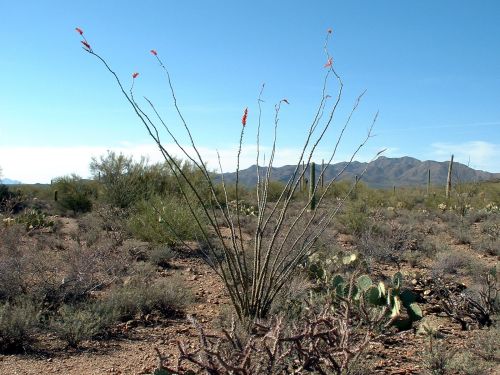 Sonora Desert