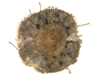 Used Patch