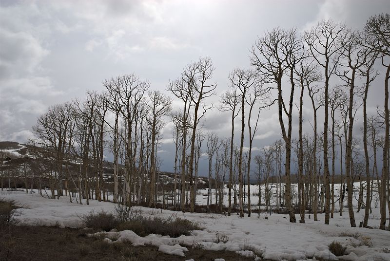 Aspens