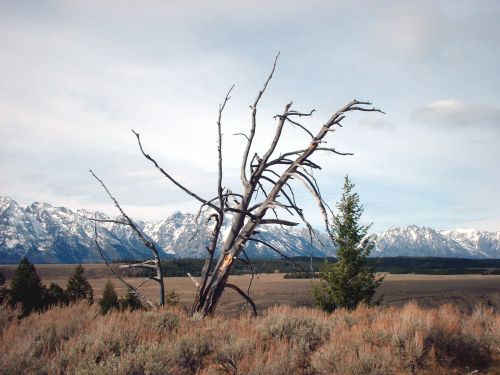 Grand Tetons