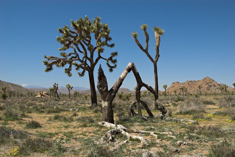 Joshua Tree NP