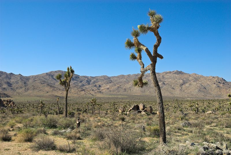 Joshua Tree NP