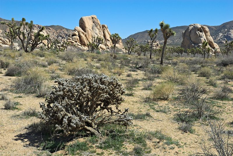 Joshua Tree NP