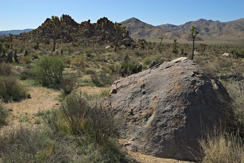 Joshua Tree NP