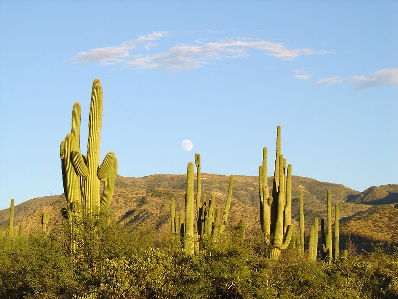 Saguaros