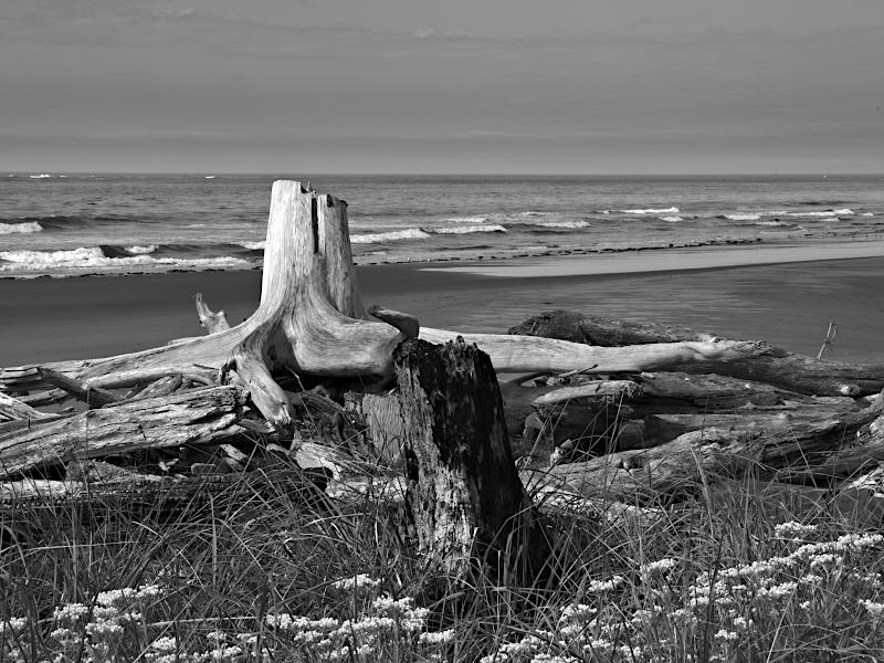 Tree Stump