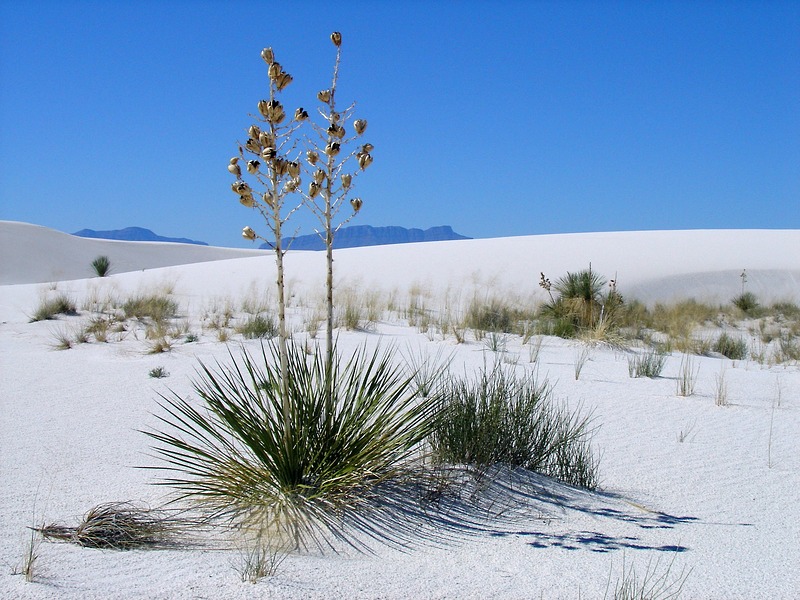 White Sands